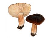 Lactarius picinus Fr. attēls