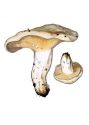 Lactarius piperatus (Fr.) Gray attēls