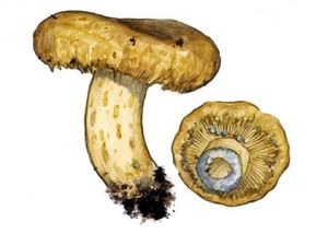 meduszvīņu krimilde attēls