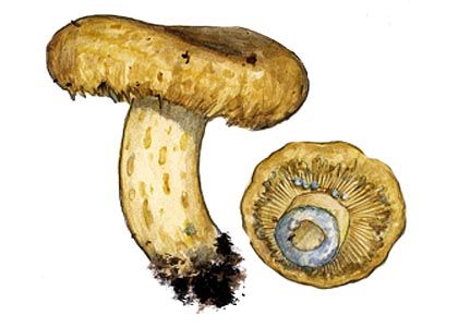 Lactarius repraesentaneus Britzelm. attēls