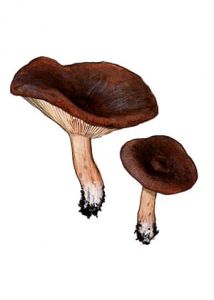 Lactarius rufus (Scop.: Fr.) Fr. attēls