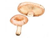 Lactarius scoticus Berk.& Broome attēls