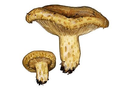 Lactarius scrobiculatus (Scop.: Fr.) Fr. attēls