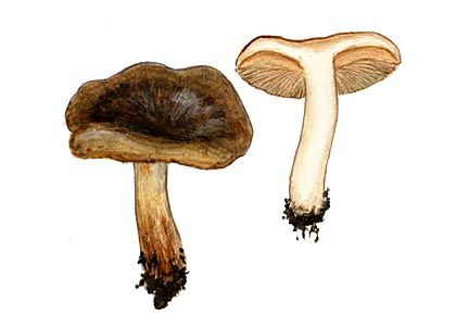 Lactarius serifluus (DC.: Fr.) Fr. attēls