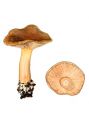 Lactarius subdulcis (Pers.: Fr.) Gray attēls