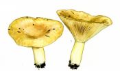 Lactarius utilis (Weinm.) Fr. attēls