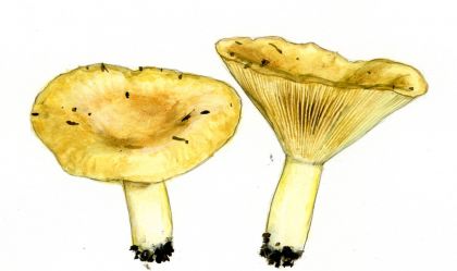 Lactarius utilis (Weinm.) Fr. attēls