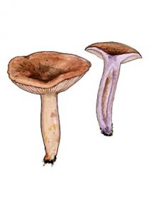 Lactarius uvidus (Fr.: Fr.) Fr. attēls