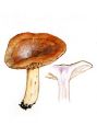 Lactarius violascens (Otto: Fr.) Fr. attēls