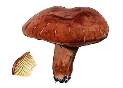 Lactarius volemus (Fr.: Fr.) Fr. attēls