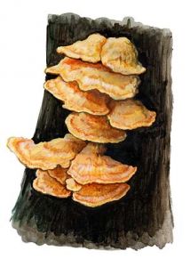 Laetiporus sulphureus (Bull.: Fr.) Murrill attēls