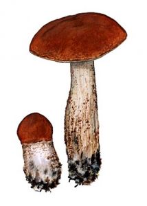 Leccinum aurantiacum (Bull.) Gray attēls