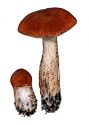 Leccinum aurantiacum (Bull.) Gray attēls