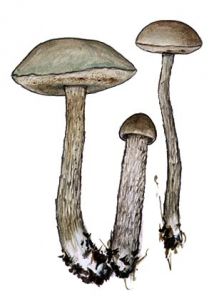 Leccinum niveum (Fr.) Rauschert attēls