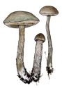 Leccinum niveum (Fr.) Rauschert attēls