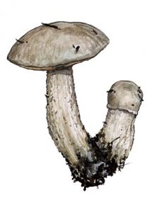 Leccinum percandidum (Vasilkov) Watling attēls