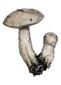 Leccinum percandidum (Vasilkov) Watling attēls