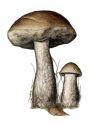 Leccinum scabrum (Bull.: Fr.) Gray attēls