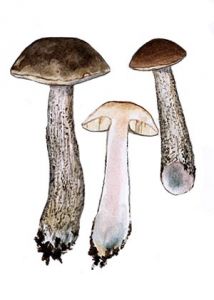 Leccinum variicolor Watling attēls