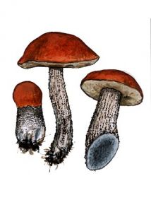 Leccinum versipelle (Fr.) Snell. attēls