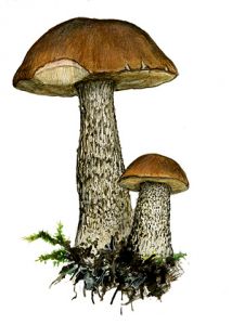 Leccinum vulpinum Watling attēls