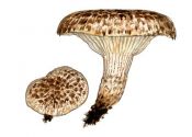 Lentinus lepideus (Fr.: Fr.) Fr. attēls