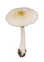 Lepiota alba (Bres.) Sacc. attēls