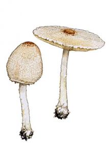 Lepiota clypeolaria (Bull.: Fr.) P. Kumm. attēls