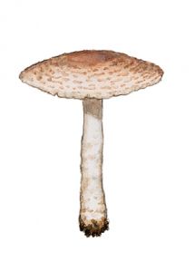 Lepiota kuehneri Knudsen attēls