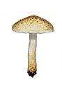 Lepiota langei Knudsen attēls