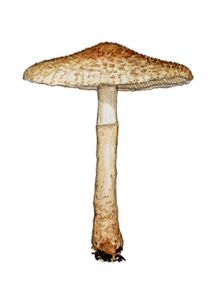 Lepiota ochraceofulva Orton attēls