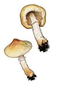 Lepiota oreadiformis Velen. attēls