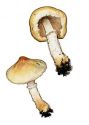 Lepiota oreadiformis Velen. attēls