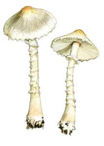 Lepiota parvannulata (Lasch) Gillet attēls