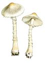 Lepiota parvannulata (Lasch) Gillet attēls