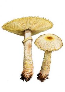 Lepiota ventriosospora Reid attēls