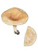 apvērstā aplocene attēls