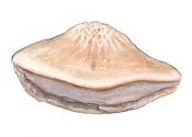 Leptoporus mollis (Pers.:Fr.) Quél. attēls