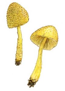 Leucocoprinus aureofloccosus Henn. attēls