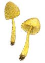 Leucocoprinus aureofloccosus Henn. attēls