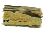Leucogyrophana mollusca (pseudomollusca) attēls