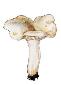 Leucopaxillus paradoxus (Cost. & Dufour) Boursier attēls