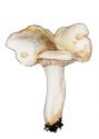 Leucopaxillus paradoxus (Cost. & Dufour) Boursier attēls