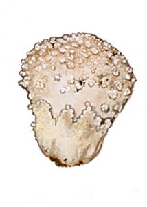 Lycoperdon mamiforme attēls