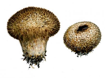 Lycoperdon nigrescens attēls