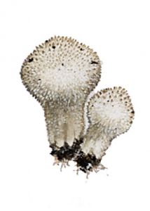 Lycoperdon perlatum Pers.:Pers. attēls