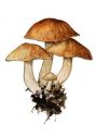 Lyophyllum spec. attēls