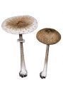 Macrolepiota mastoidea (Fr.) Singer attēls