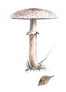 Macrolepiota nympharum (Kalchbr.) attēls
