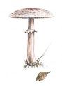 Macrolepiota nympharum (Kalchbr.) attēls